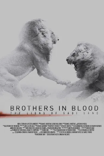Brothers in Blood The Lions of Sabi Sand 2015
